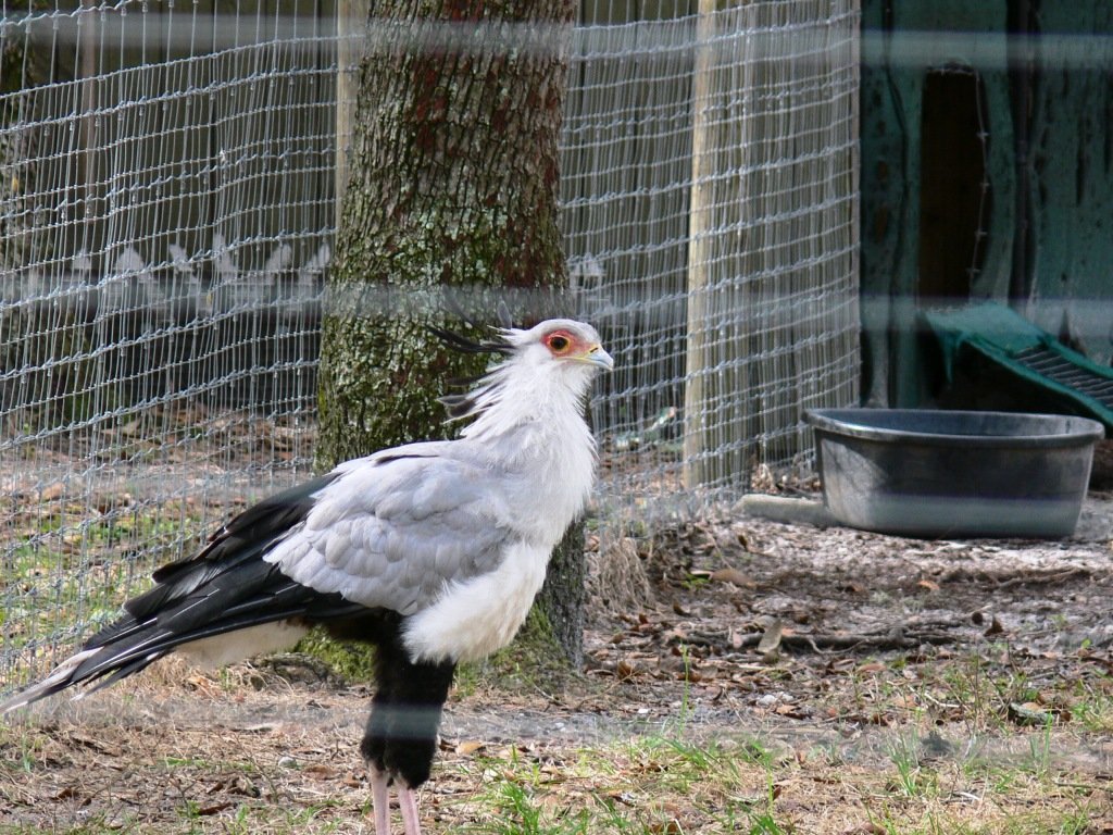 The Origin Behind the Name “Secretary Bird” (image credits: wikimedia)