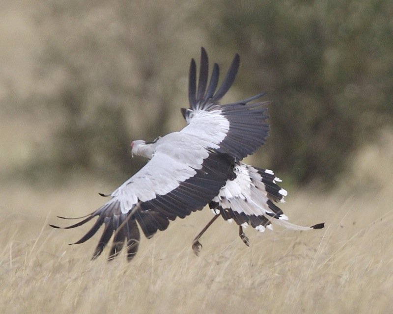Unique Hunting Strategy: Death from the Ground (image credits: wikimedia)