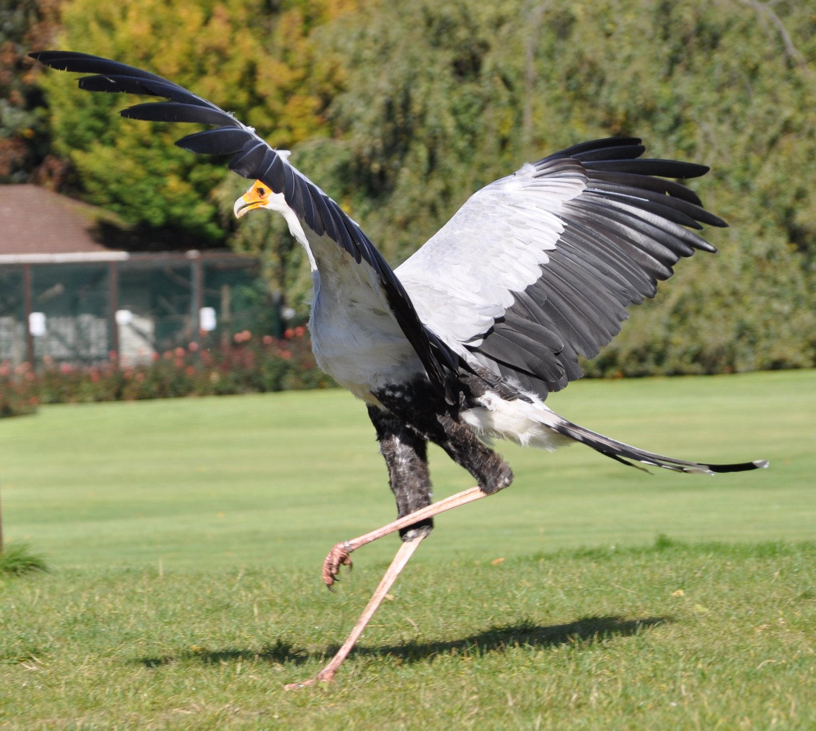 The Science of the Deadly Kick (image credits: wikimedia)