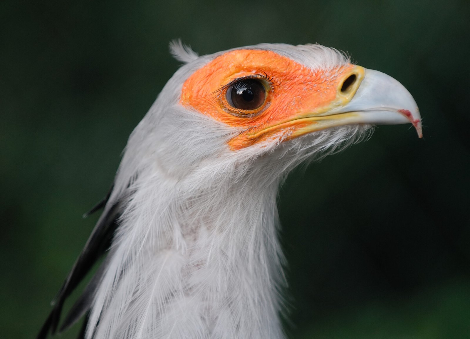 Remarkable Adaptations for Survival (image credits: wikimedia)