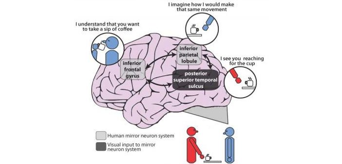 Mirror Neurons and Empathy in Action (image credits: wikimedia)