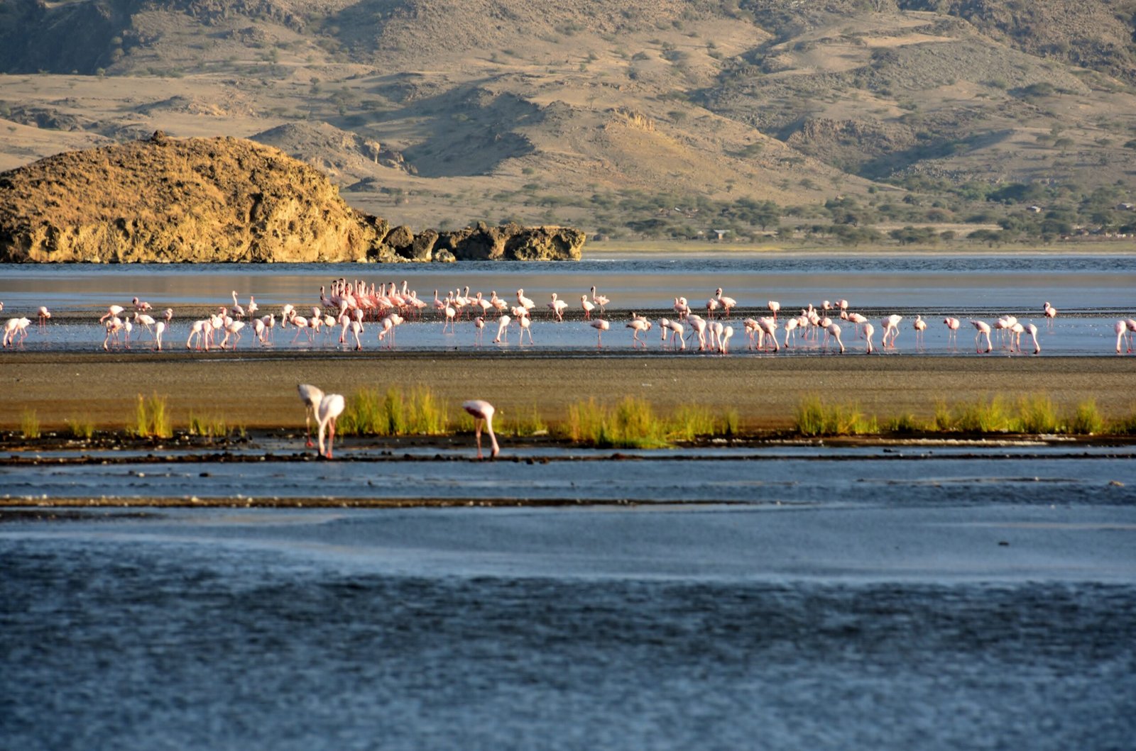 Survivors in a Hostile World: The Flamingos’ Secret (image credits: wikimedia)