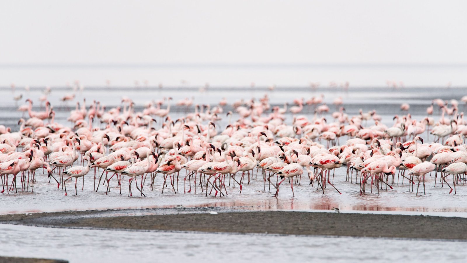 The Ecological Importance of a Deadly Lake (image credits: wikimedia)