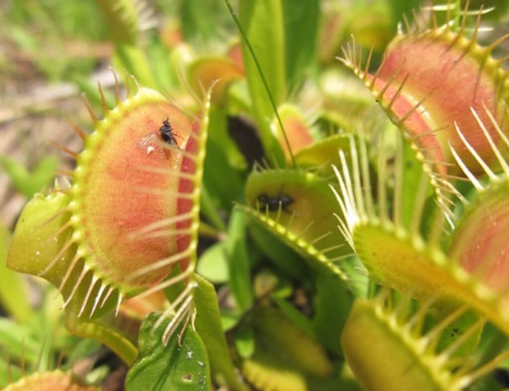 Digestion Begins: Trapping and Breaking Down the Prey