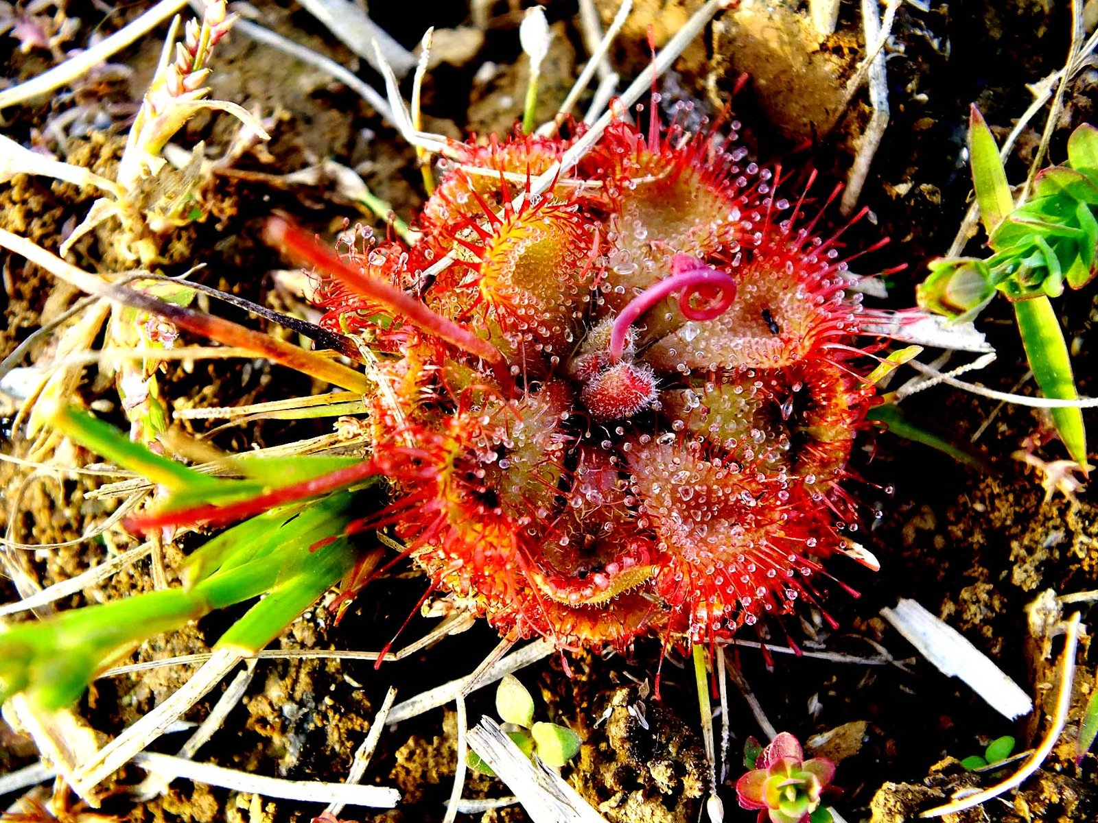 Beyond the Flytrap: Other Electrical Plants (image credits: wikimedia)