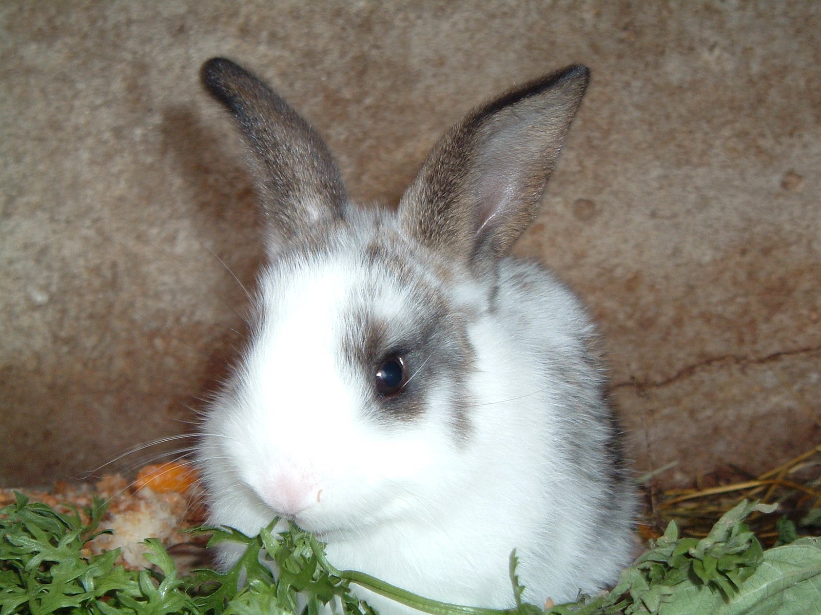 Barriers to Understanding Animal Pain (image credits: wikimedia)