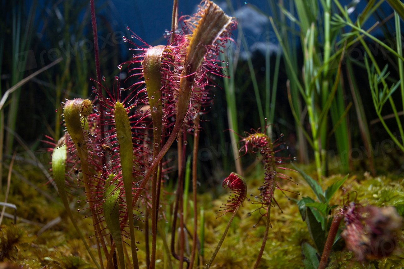 What the Venus Flytrap Teaches Us About Life (image credits: rawpixel)