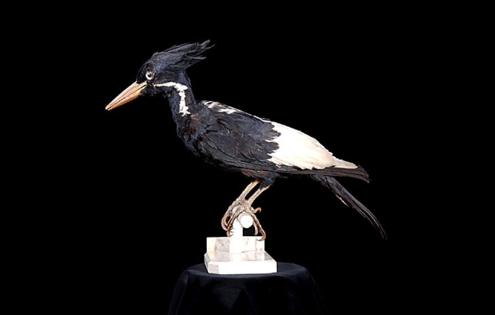 The Legendary “Lord God Bird” (image credits: wikimedia)