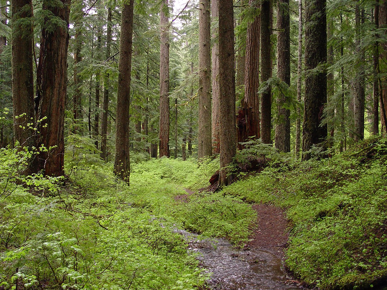 Habitat: The Last Wild Strongholds (image credits: wikimedia)