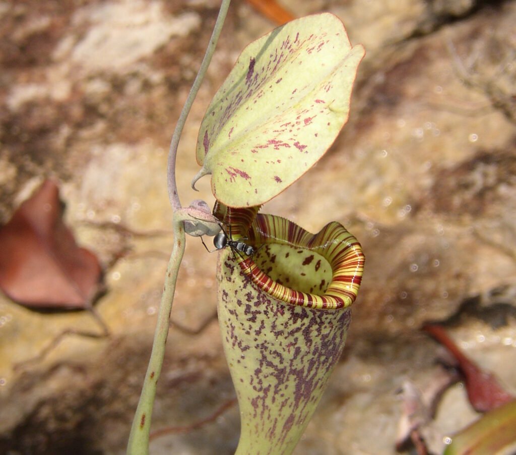 The Science Behind the Feast: How Plants Trap Salamanders
