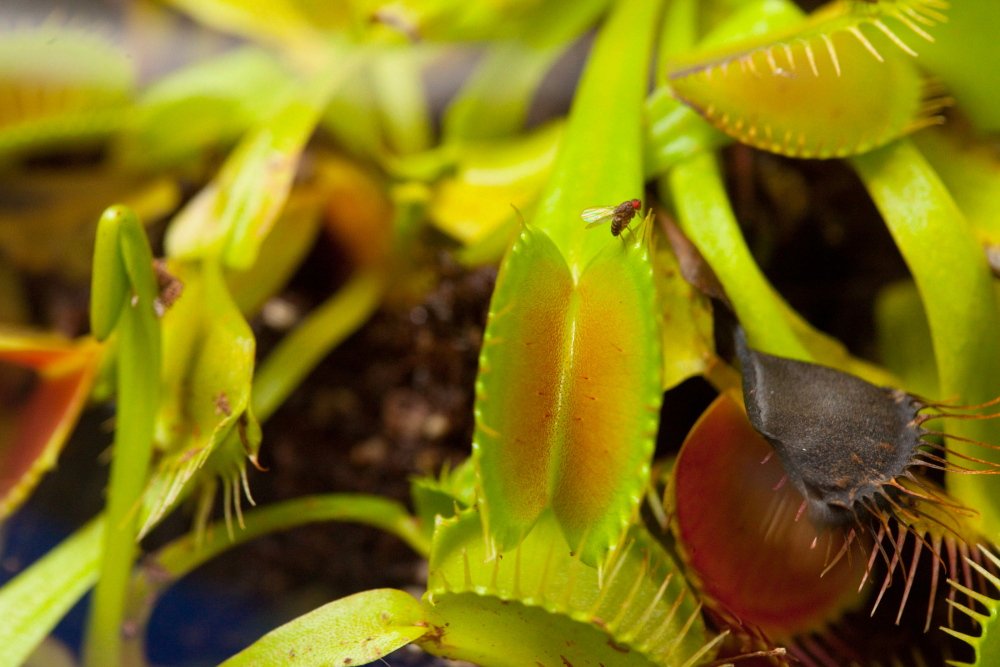 Why Eat Salamanders? The Evolutionary Edge (image credits: wikimedia)