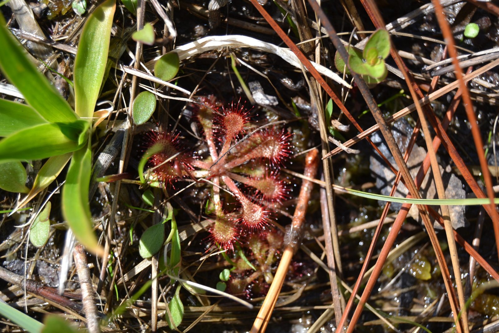 The Hidden Drama in Wetlands (image credits: wikimedia)