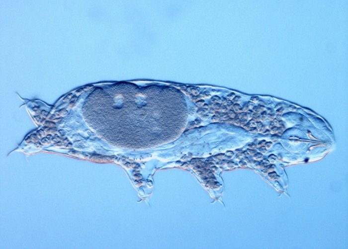 Anatomy of a Microscopic Marvel (image credits: wikimedia)