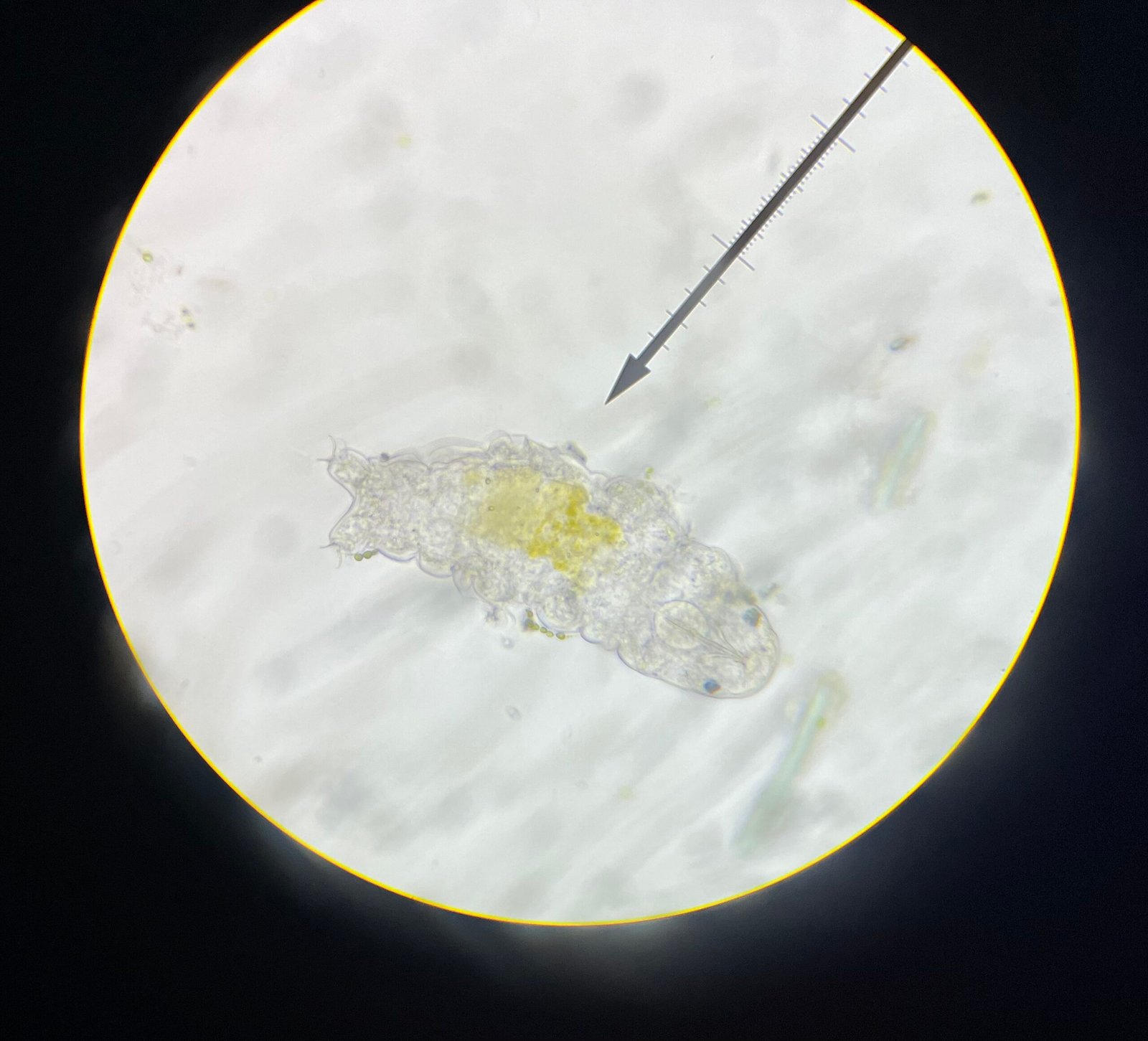 Unanswered Questions: What More Can Tardigrades Teach Us? (image credits: wikimedia)