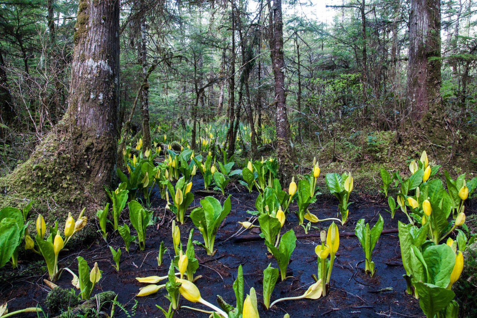 The Rich Diversity of British Columbia’s Native Flora (image credits: wikimedia)