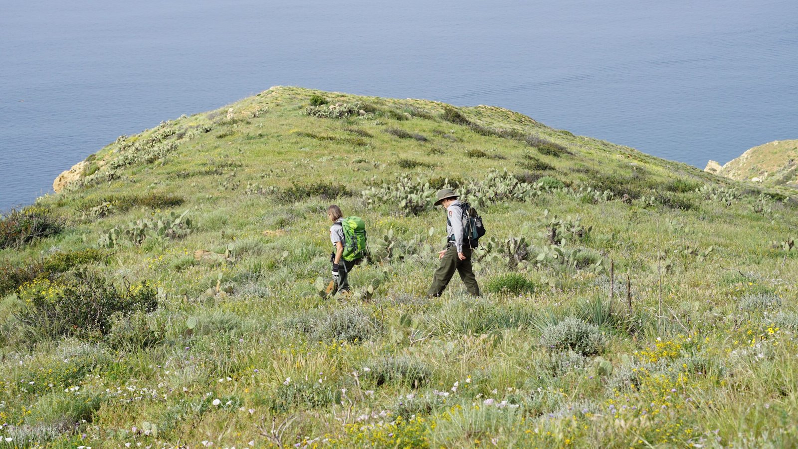 Why Native Plants Matter for Local Ecosystems (image credits: wikimedia)