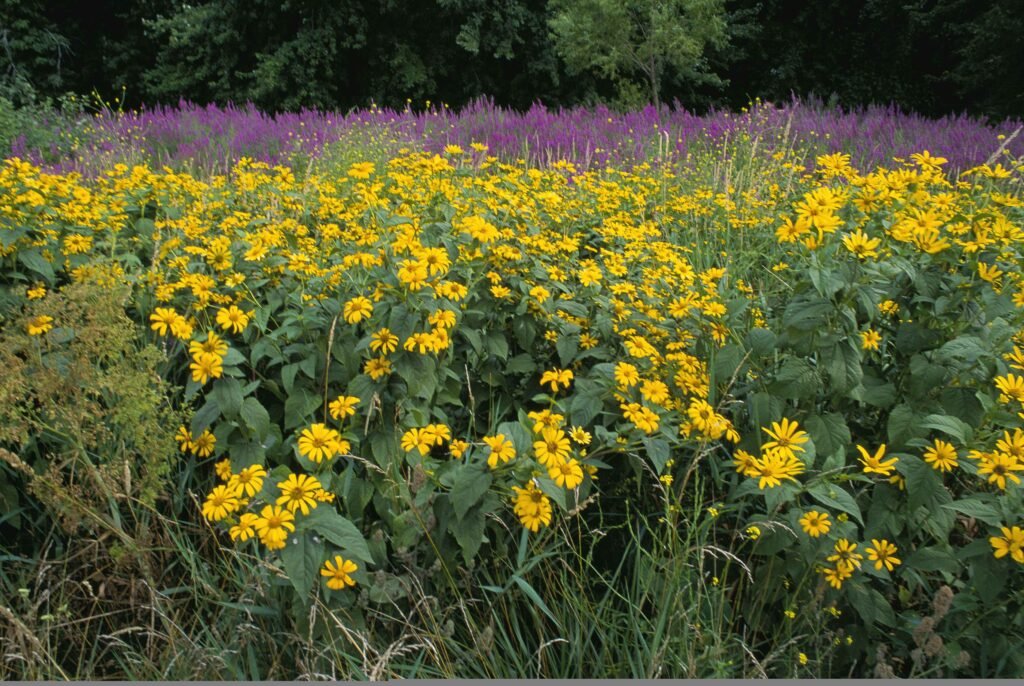 From Wild Meadows to Urban Gardens