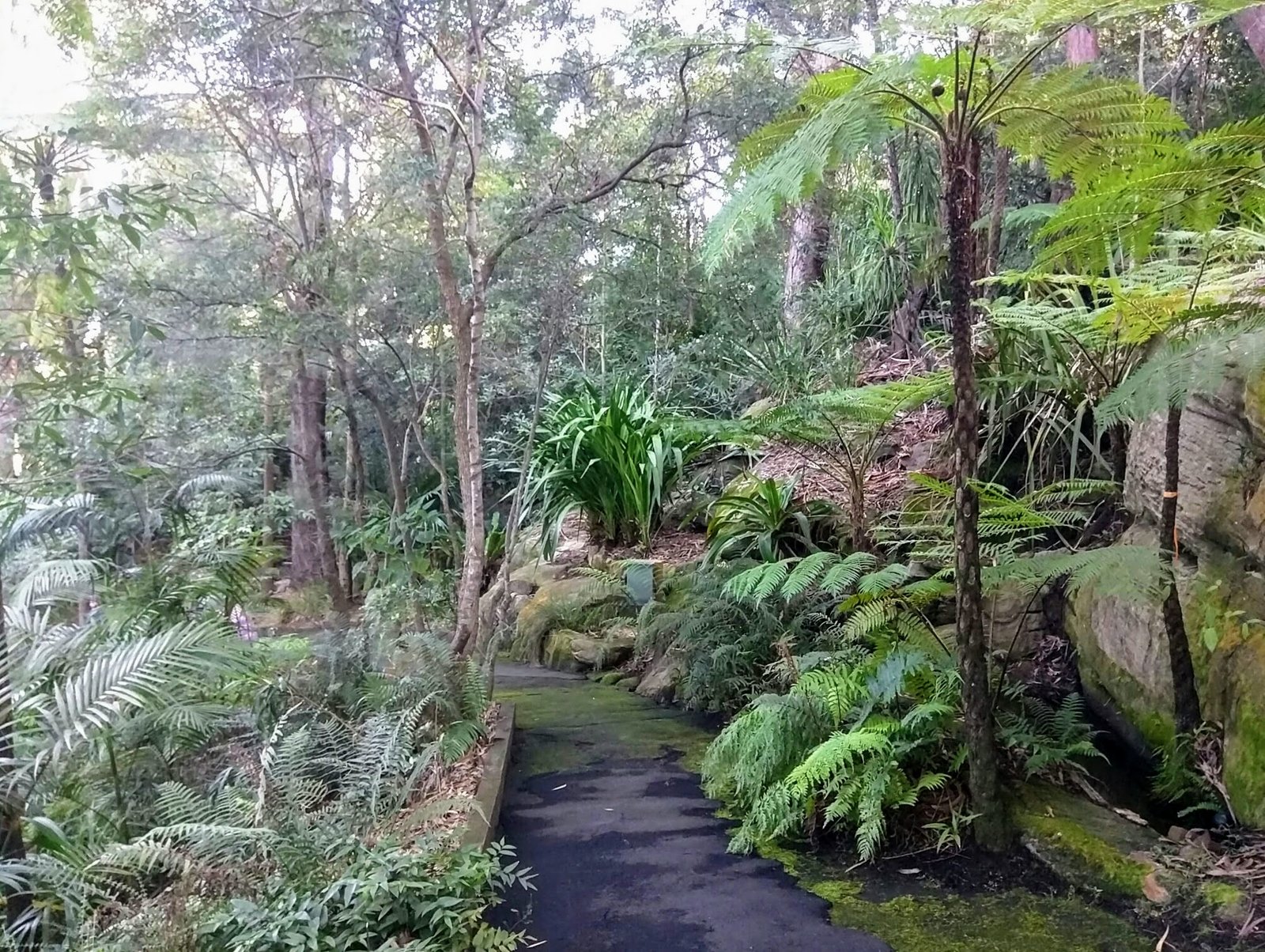 The Lasting Impact of Native Planting (image credits: wikimedia)