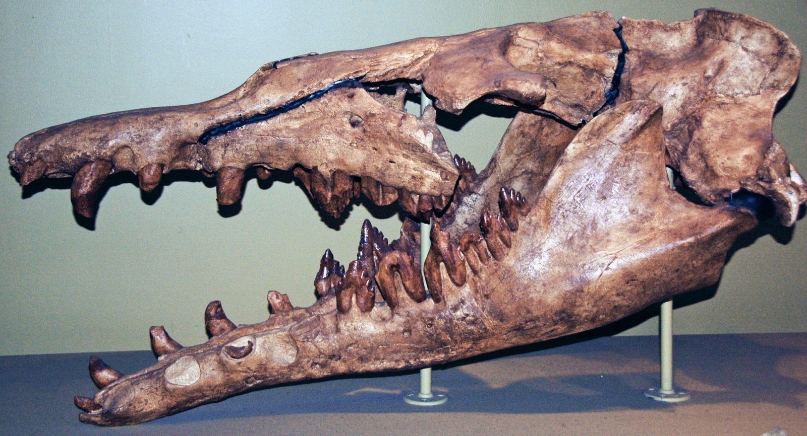 The Ancient Roots of Whale Evolution (image credits: wikimedia)