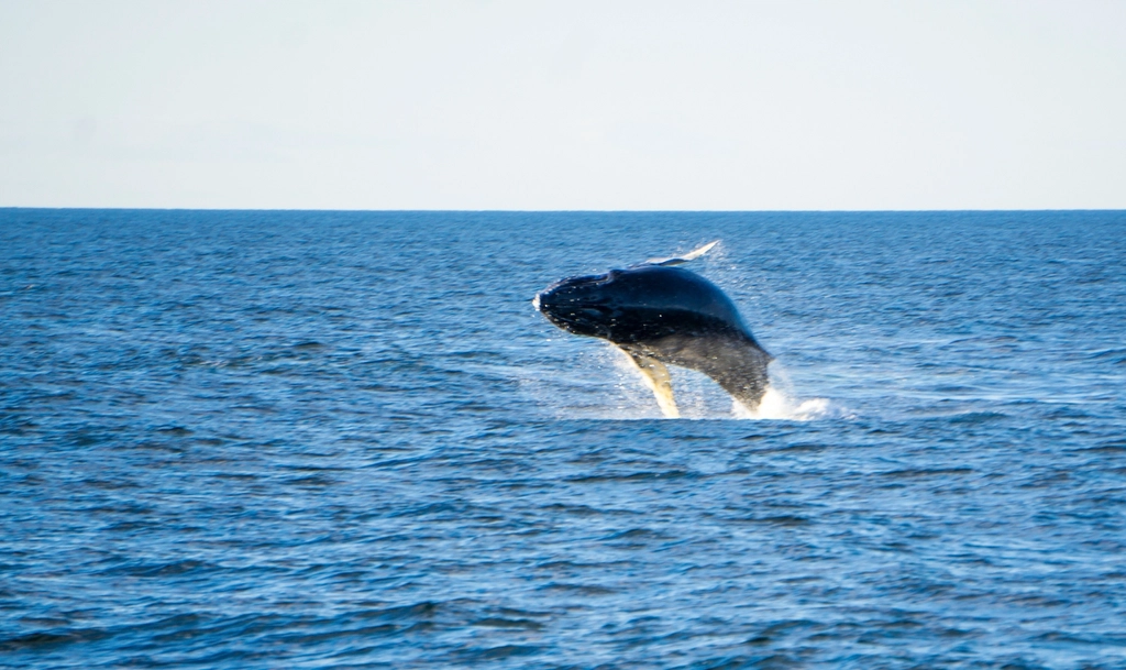 Oceans Rich in Opportunity (image credits: rawpixel)