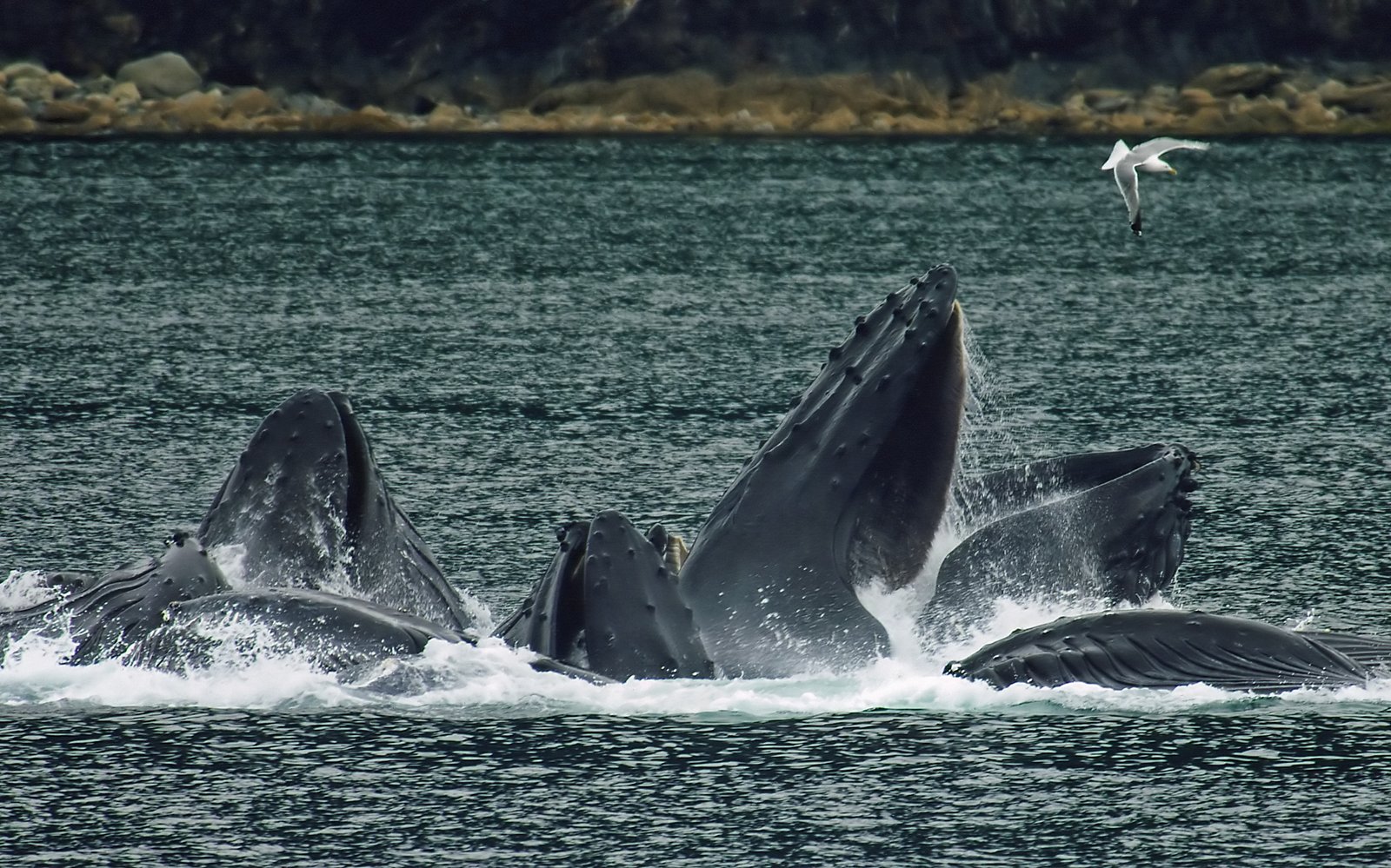 Competition and the Need for Speed (image credits: wikimedia)