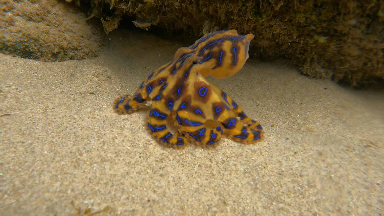 The Blue-Ringed Octopus: A Master of Disguise (image credits: wikimedia)