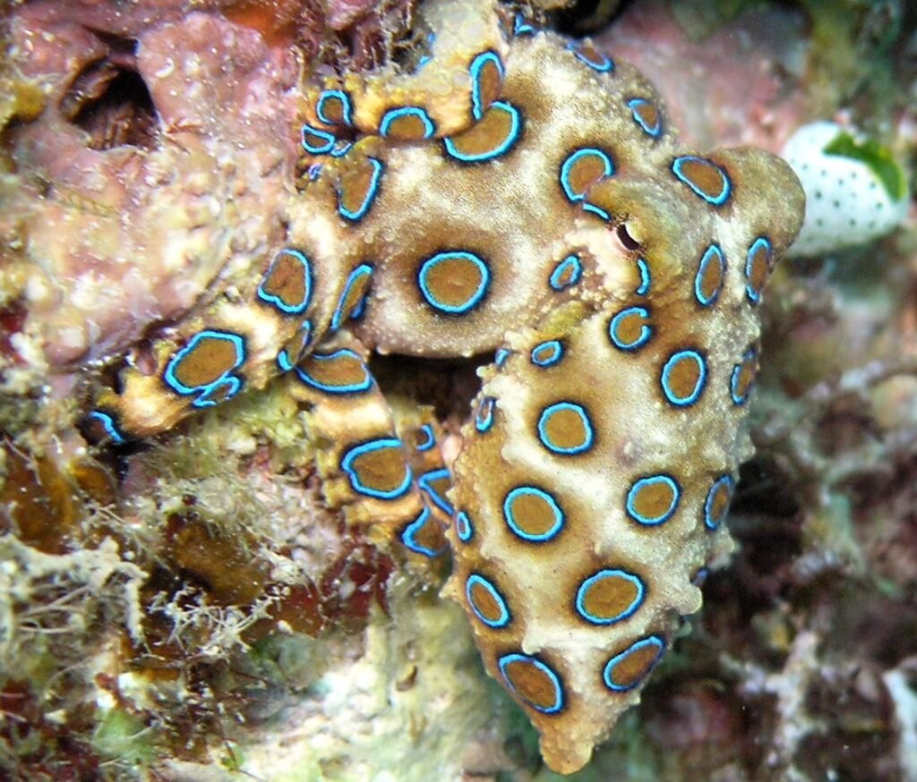 The Science Behind Tetrodotoxin