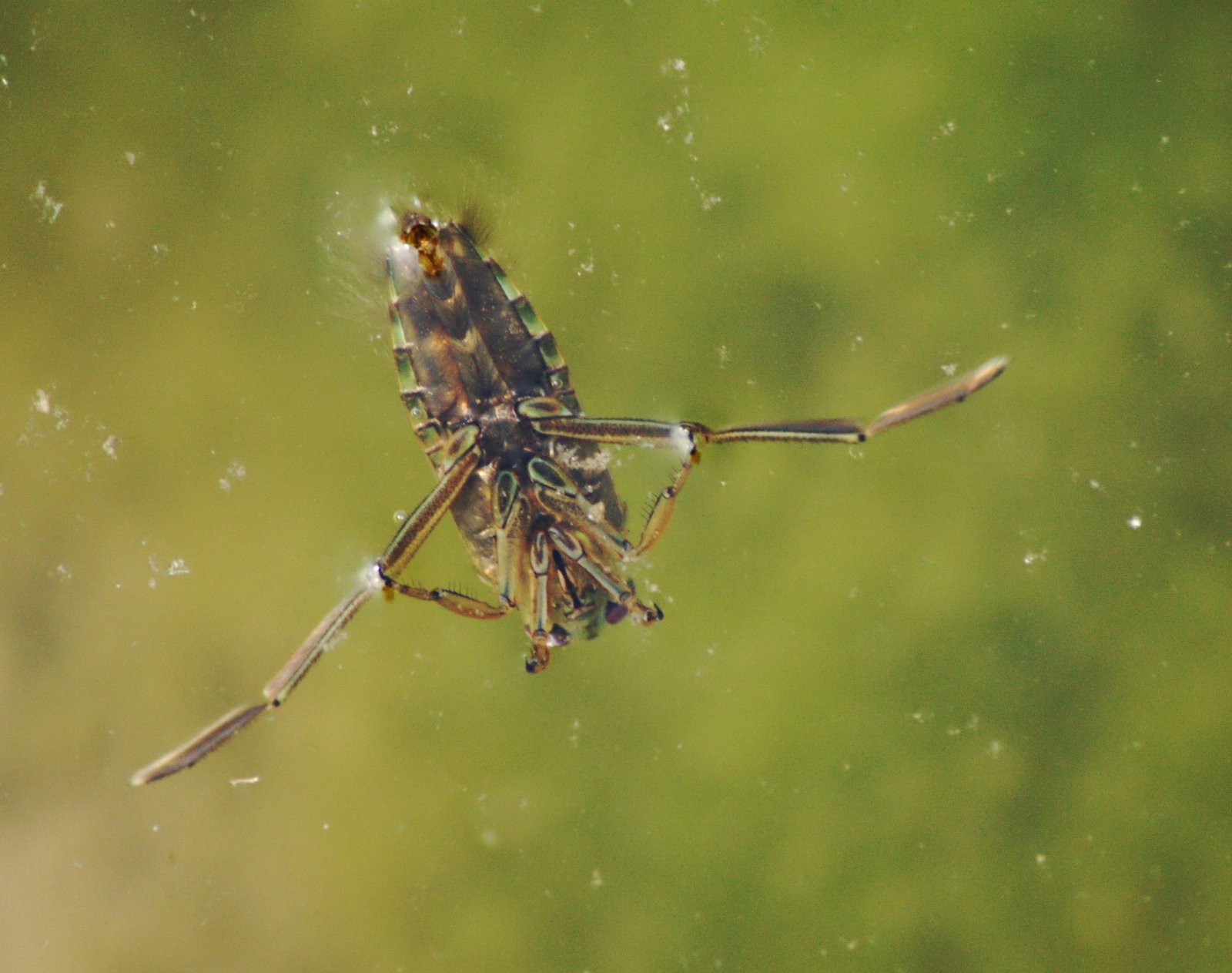 The Astonishing Champion: The Water Boatman (image credits: wikimedia)