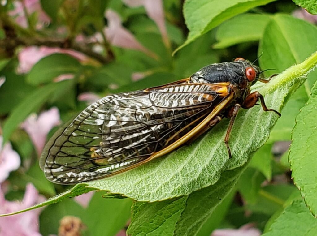 Other Contenders: The Noisy Animal Kingdom