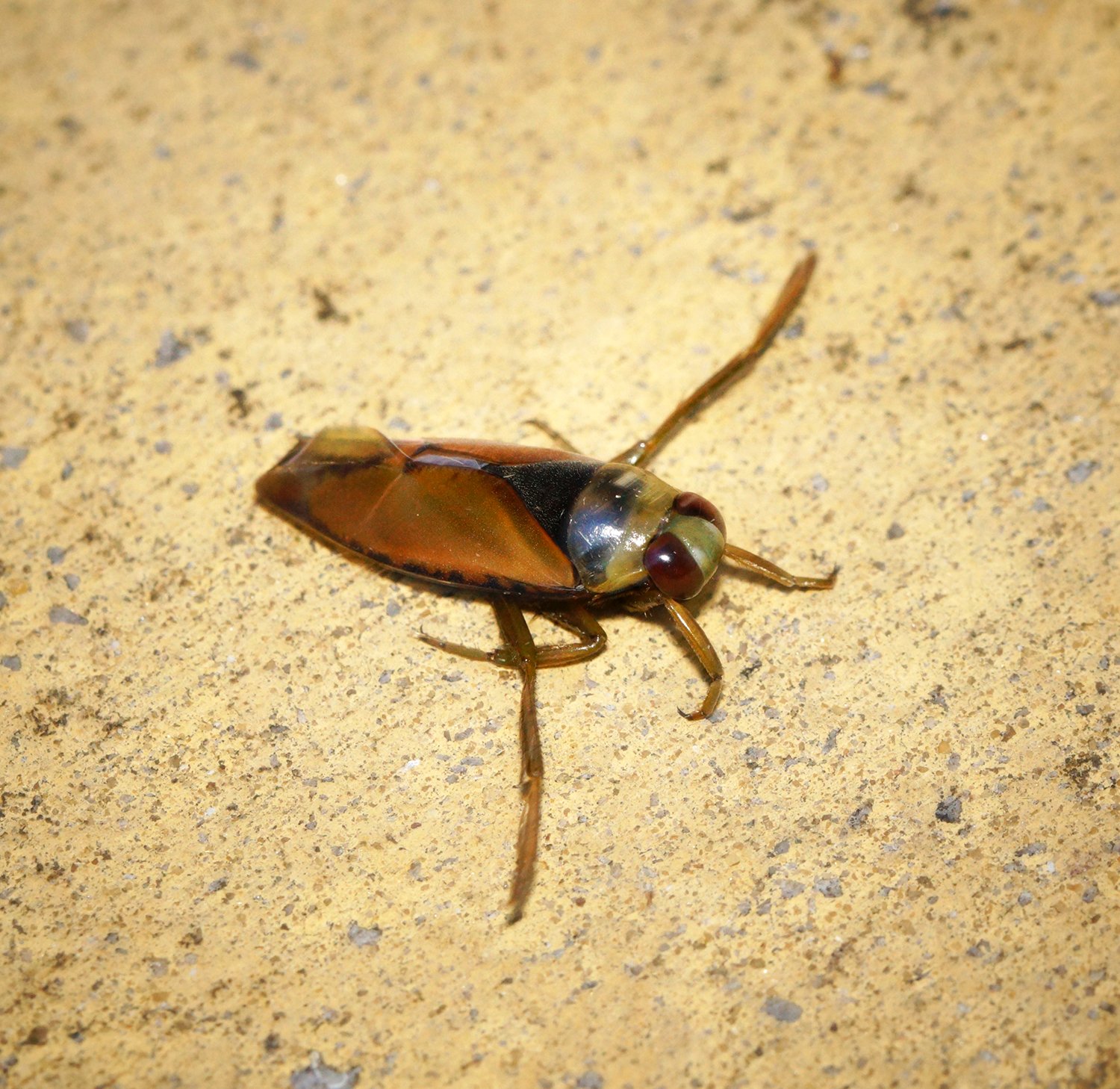 Nature’s Little Loudmouth: A Lasting Impression (image credits: wikimedia)