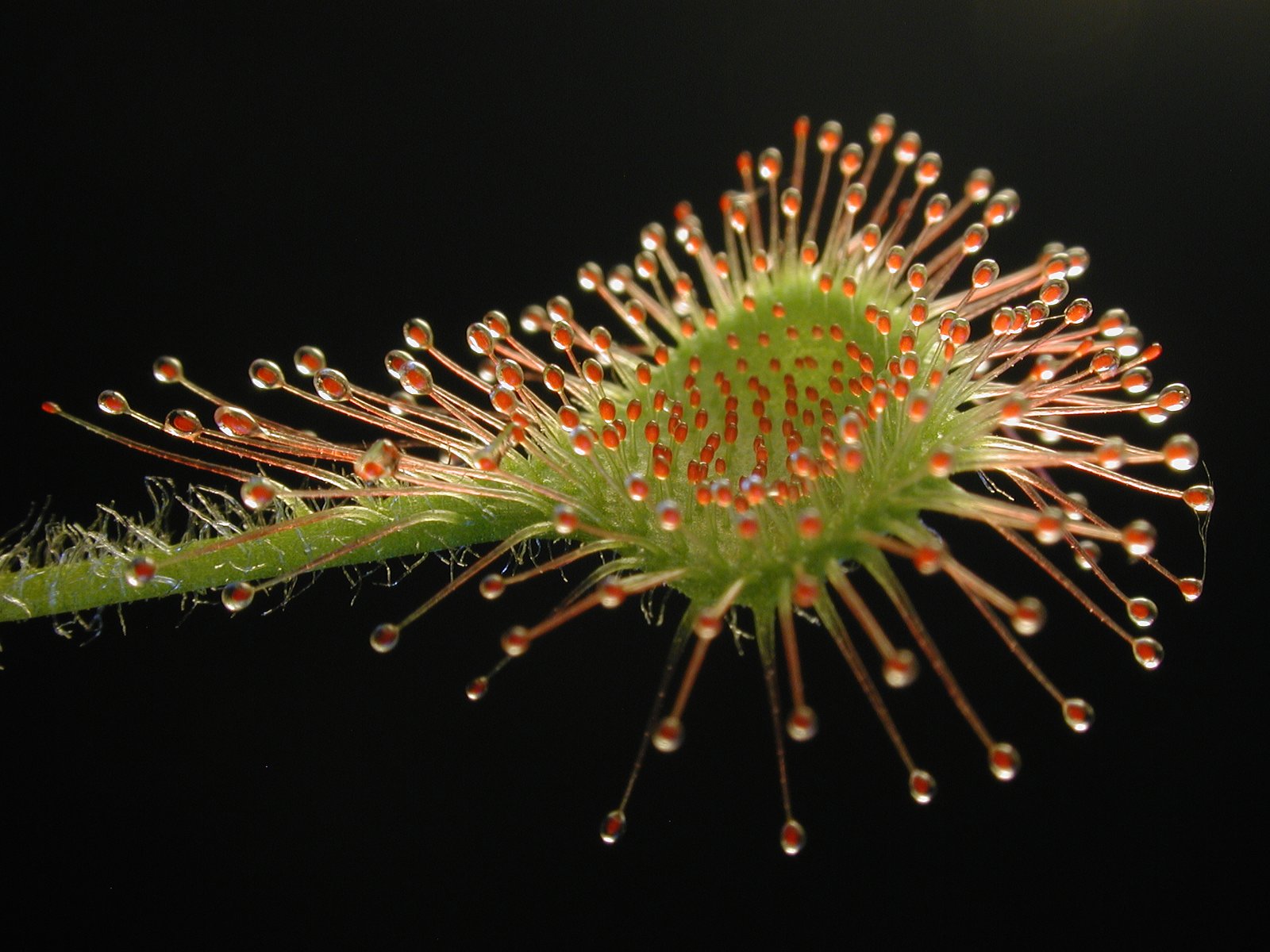 The Mesmerizing Allure of Sundews (image credits: wikimedia)