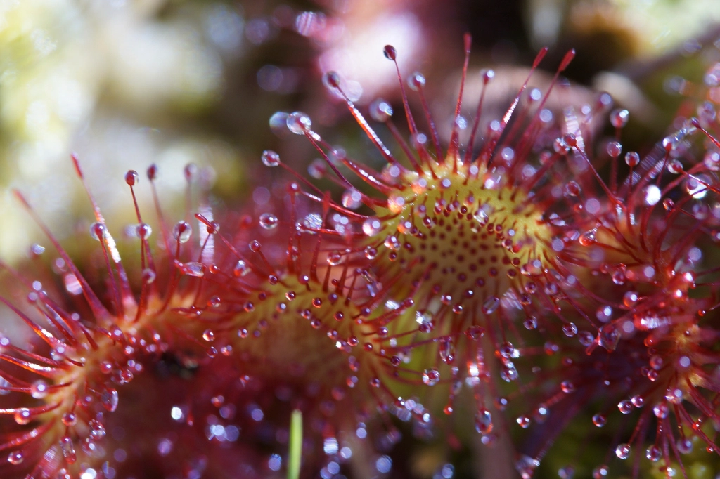 The Deadly Dance: How Sundews Digest Their Prey (image credits: rawpixel)