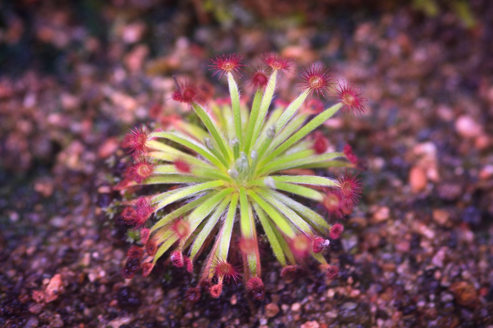 Life in the Harshest Places (image credits: wikimedia)