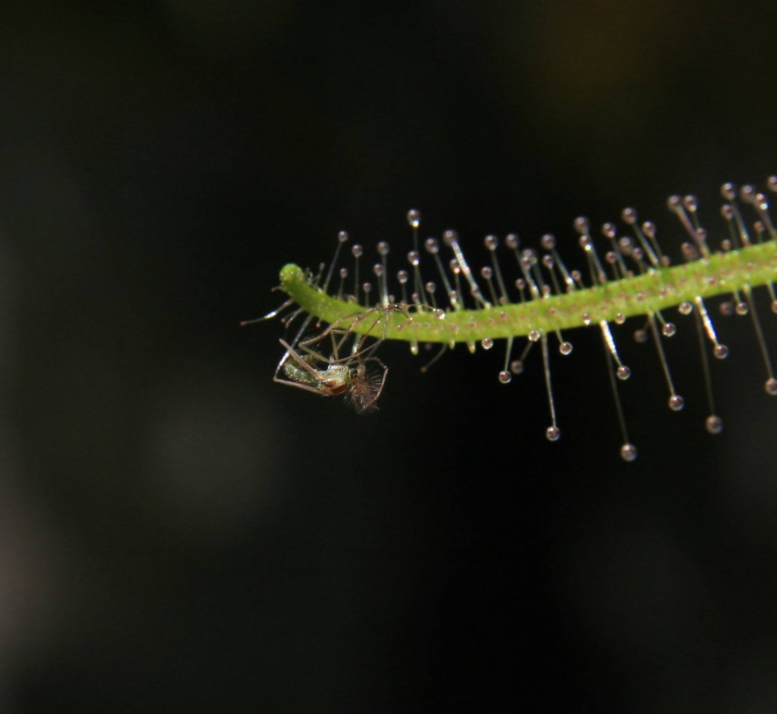 Relationship with Insects: More Than Just Predator and Prey (image credits: wikimedia)