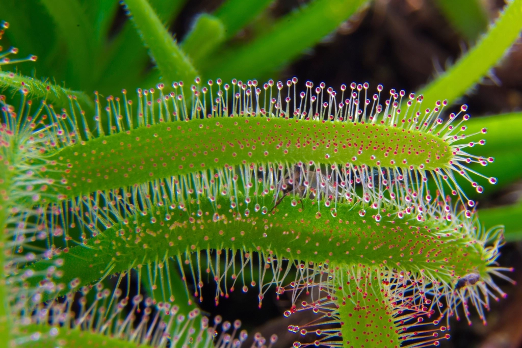 The Role of Sundews in Their Ecosystem (image credits: rawpixel)