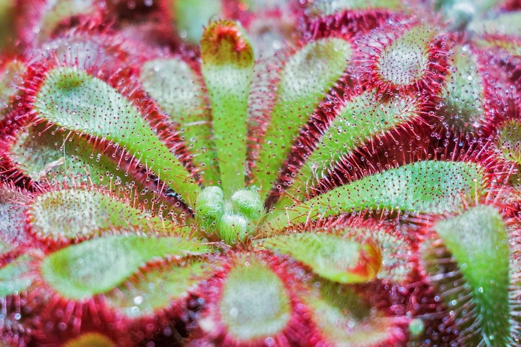 Conservation Challenges and the Future of Sundews (image credits: rawpixel)