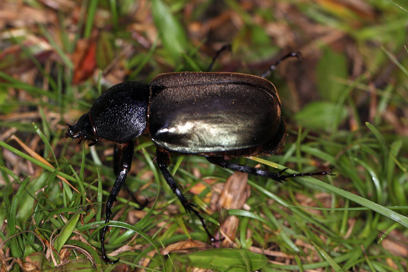 Where Does the Malaysian Bombardier Beetle Live? (image credits: wikimedia)