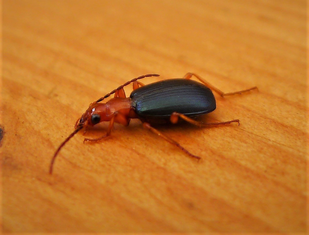 Predators and the Beetle’s Place in the Food Web (image credits: wikimedia)
