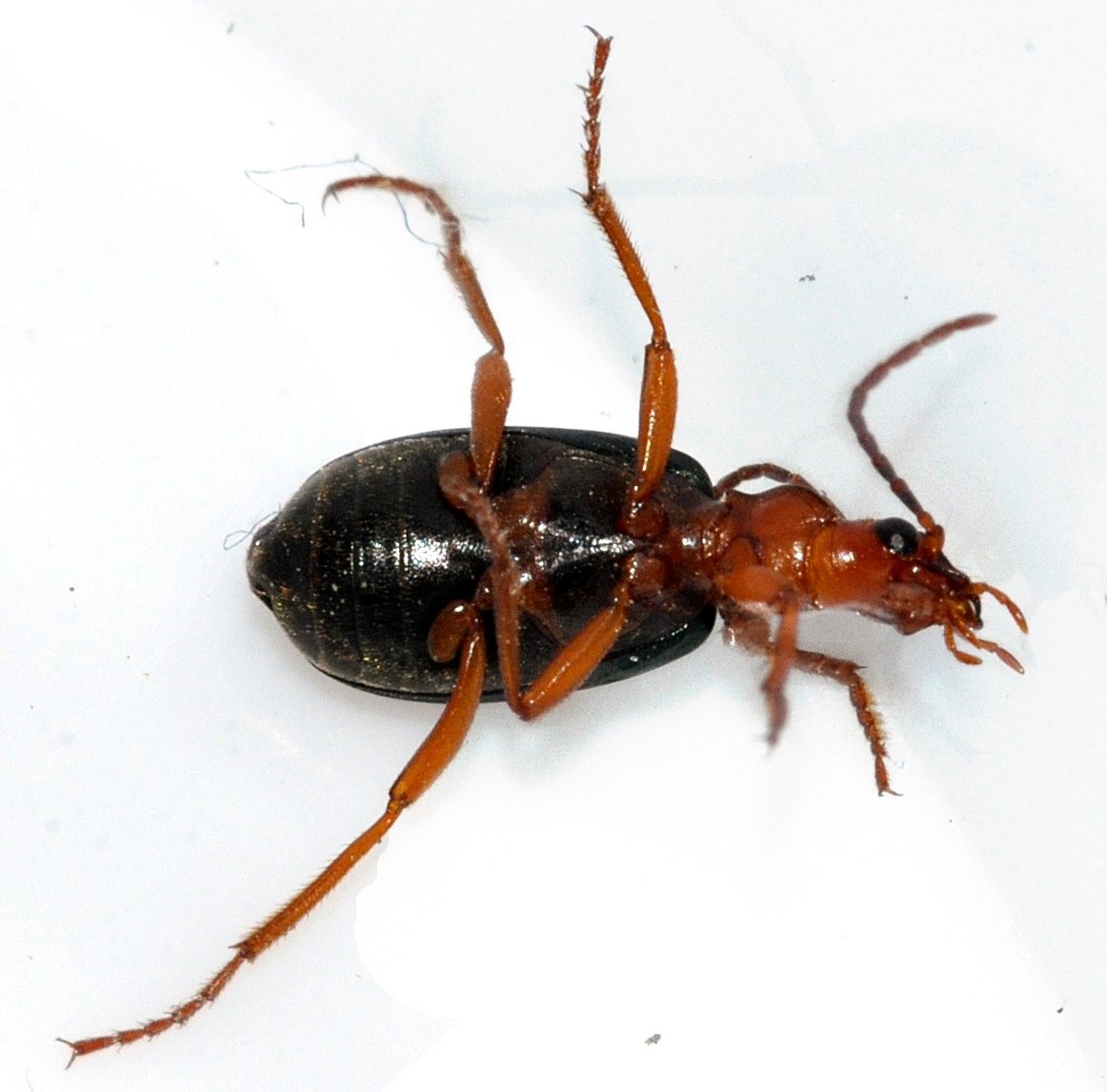 How Do Young Beetles Learn to Defend Themselves? (image credits: wikimedia)