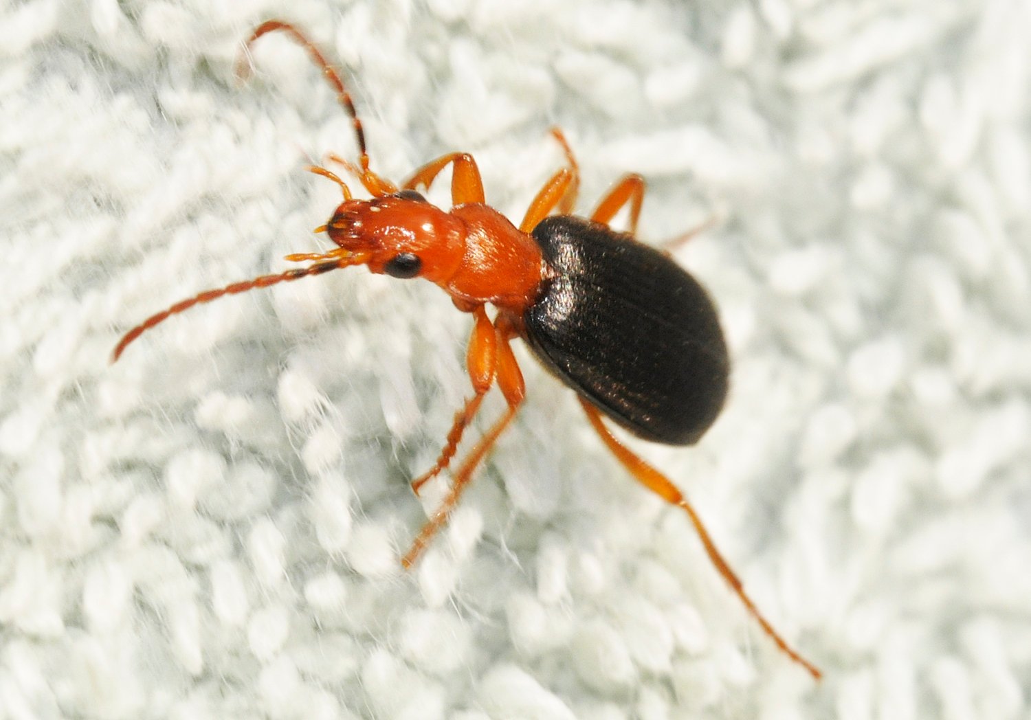 Conservation Concerns: Is the Bombardier Beetle at Risk? (image credits: wikimedia)