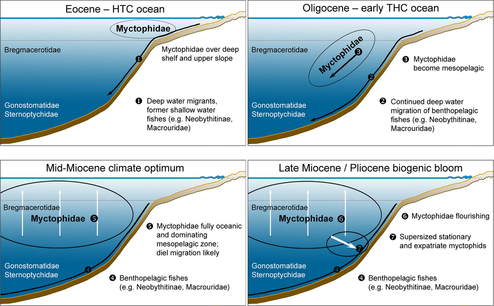 The Great Underwater Commute: What Is the Diel Vertical Migration? (image credits: wikimedia)