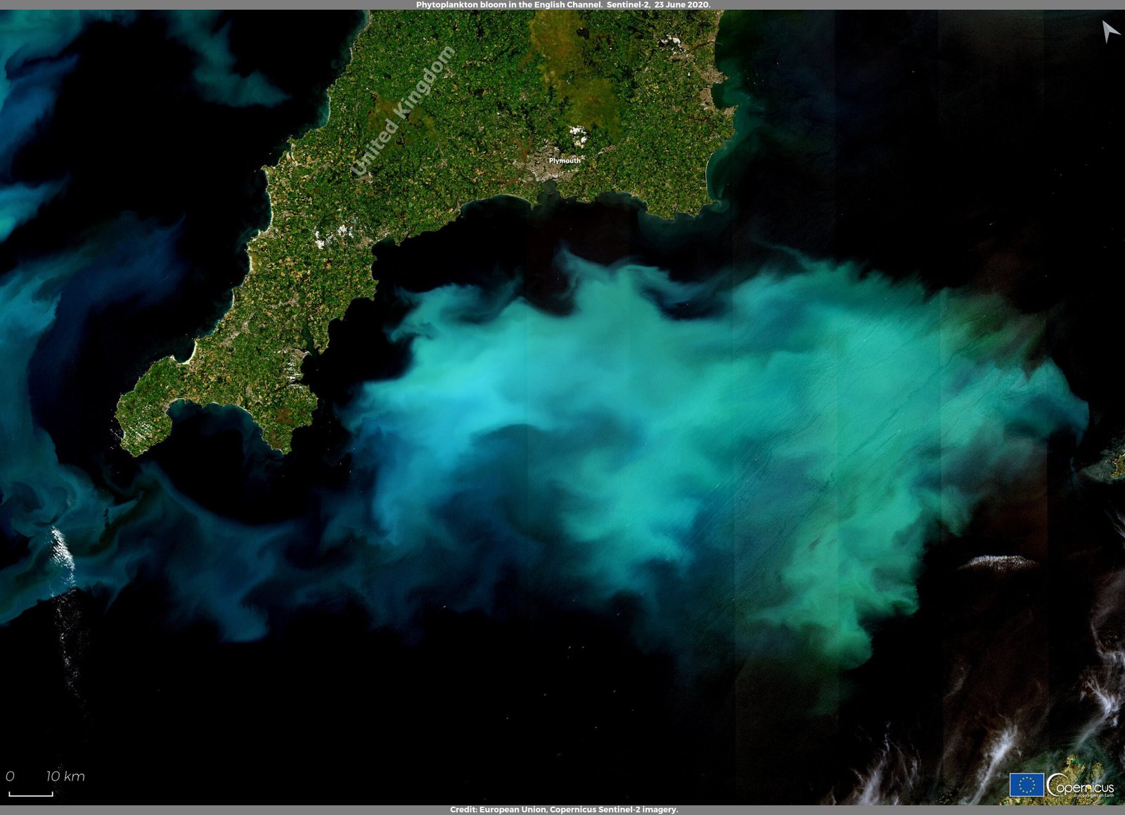 Phytoplankton: The Ocean’s Carbon-Capturing Powerhouses (image credits: wikimedia)