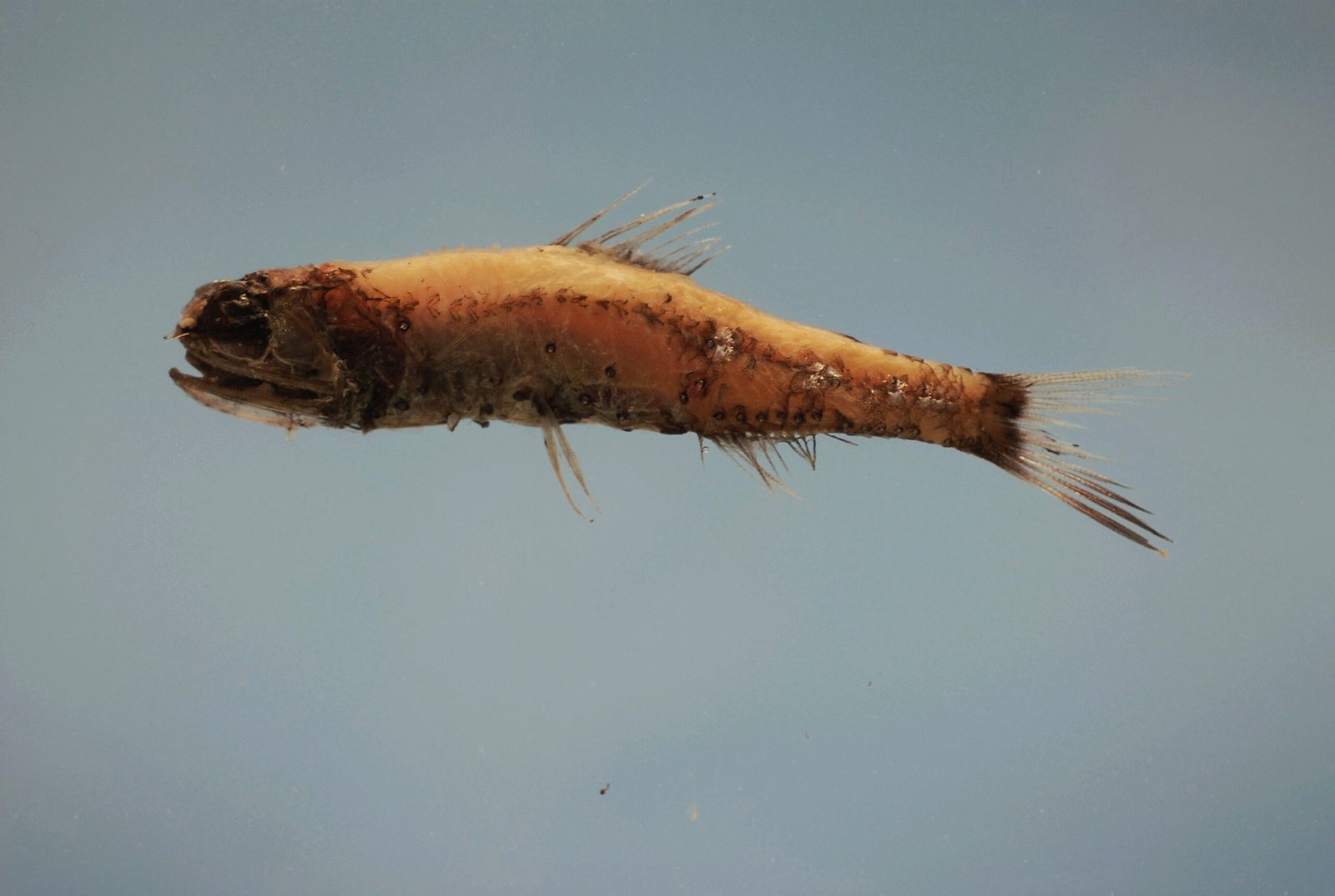 Nature’s Blueprint: Lessons for Carbon Capture Technology (image credits: wikimedia)