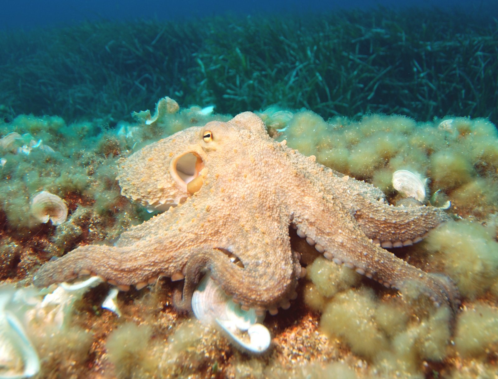 Comparing Octopus Throws to Other Animal Behaviors (image credits: wikimedia)