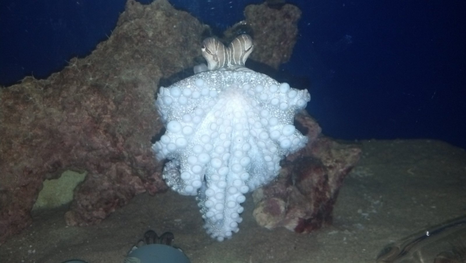 What Throwing Reveals About Octopus Intelligence (image credits: wikimedia)