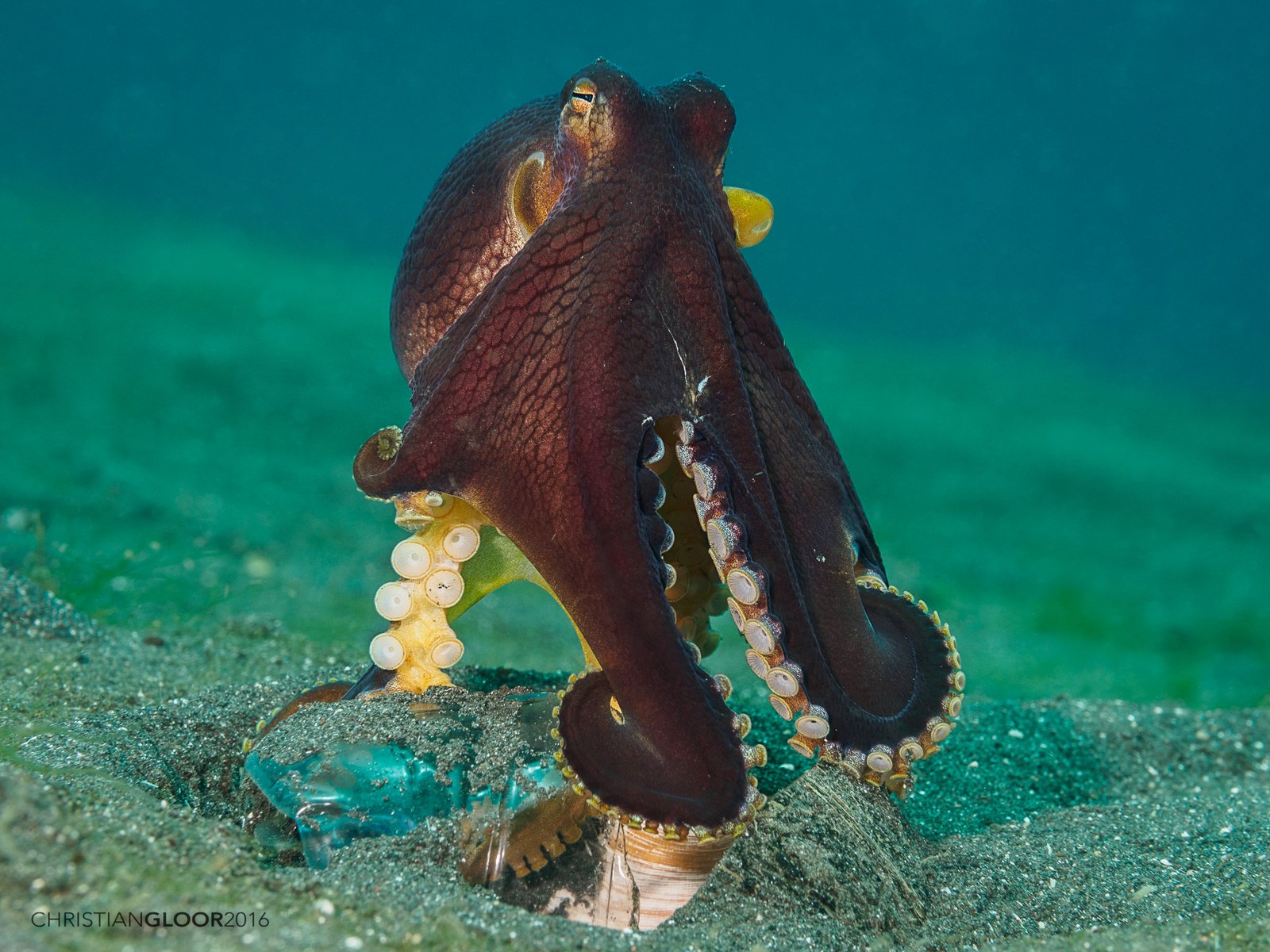 The Emotional Lives of Octopuses (image credits: wikimedia)