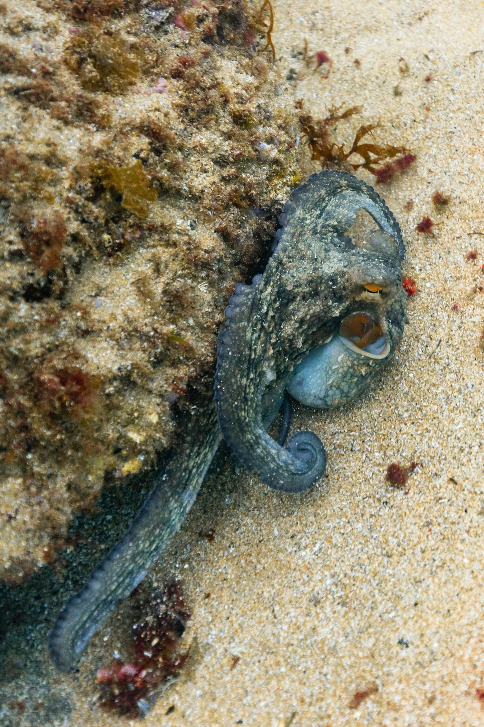Implications for Marine Conservation and Animal Ethics (image credits: wikimedia)