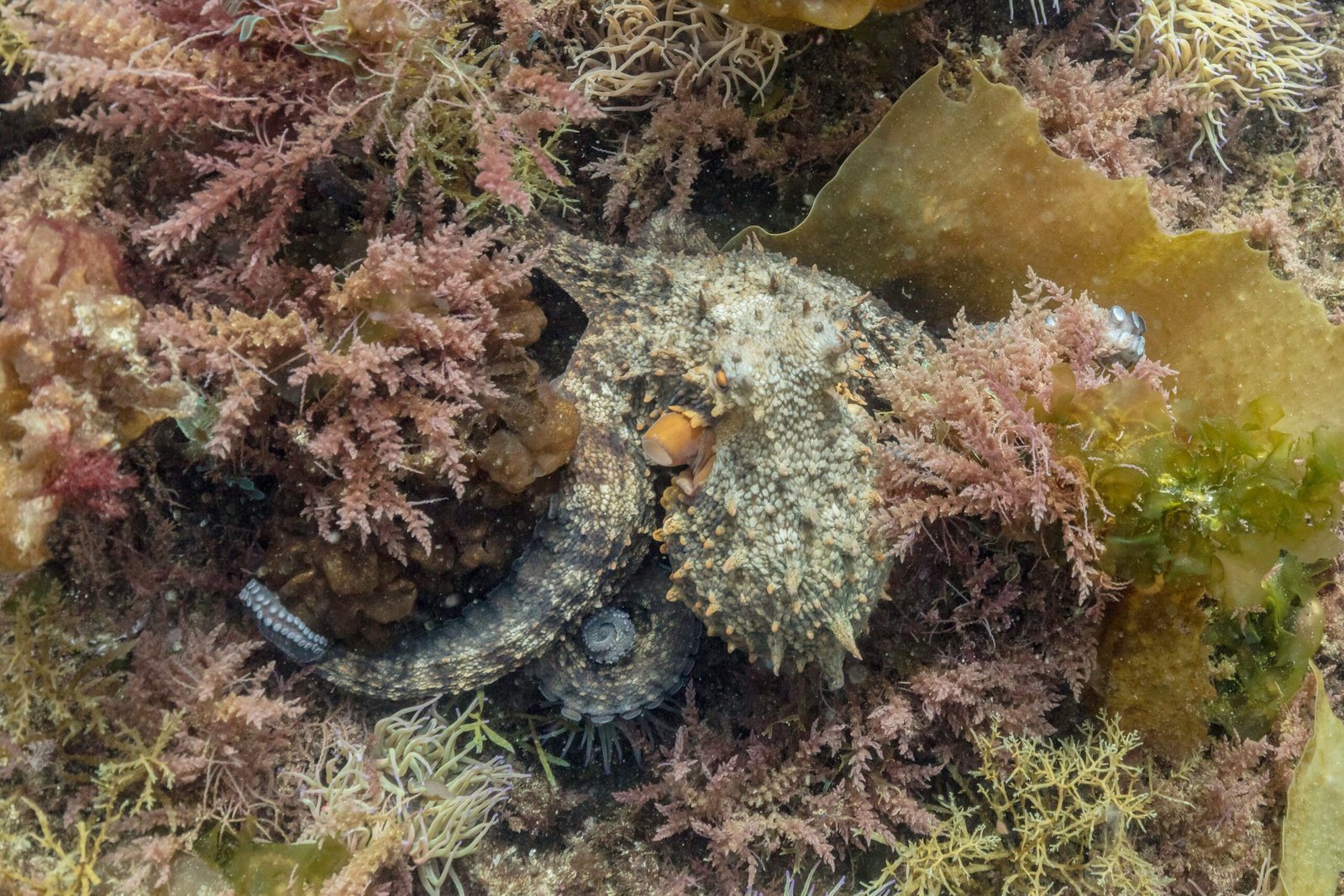 What’s Next for Octopus Research? (image credits: wikimedia)