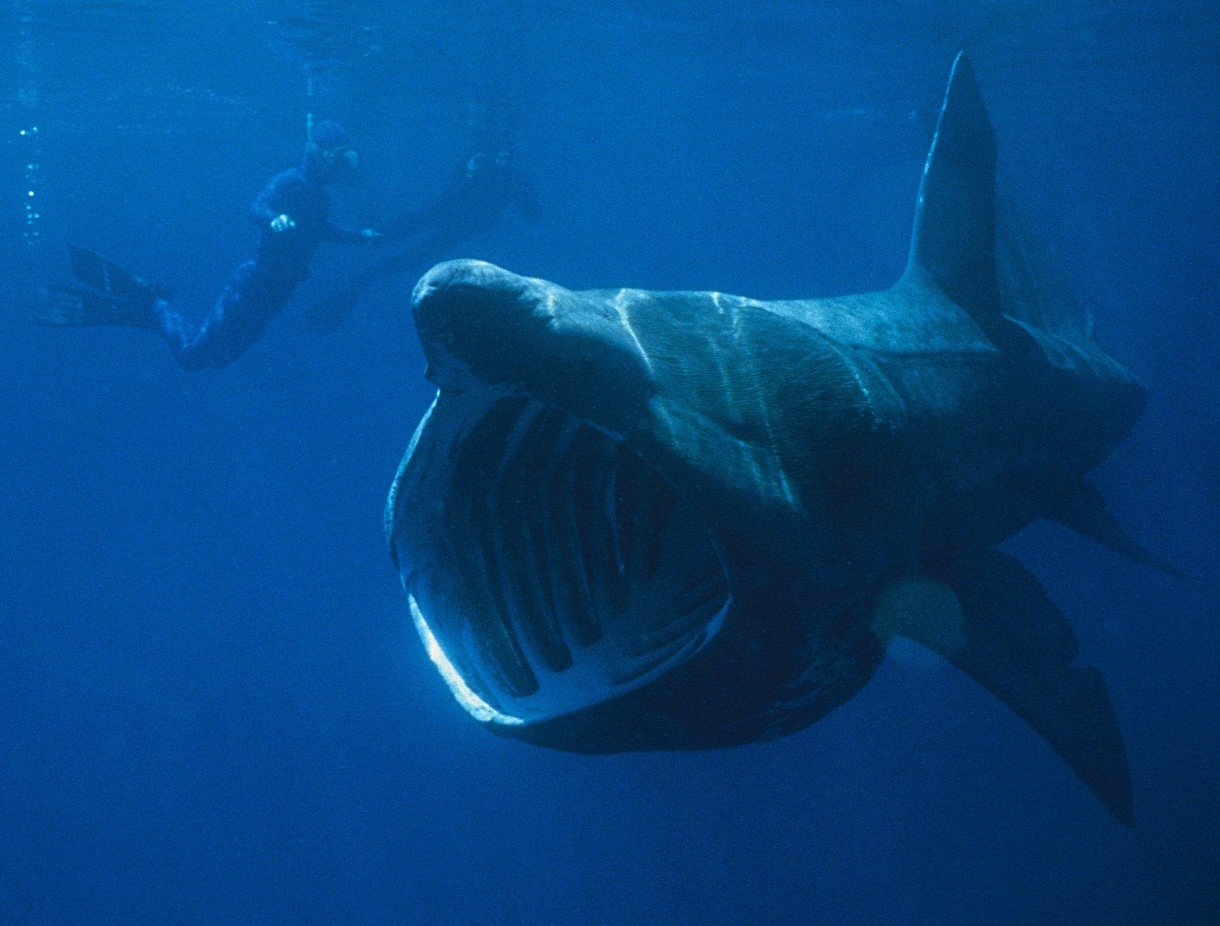 The Majestic Profile of the Basking Shark (image credits: wikimedia)