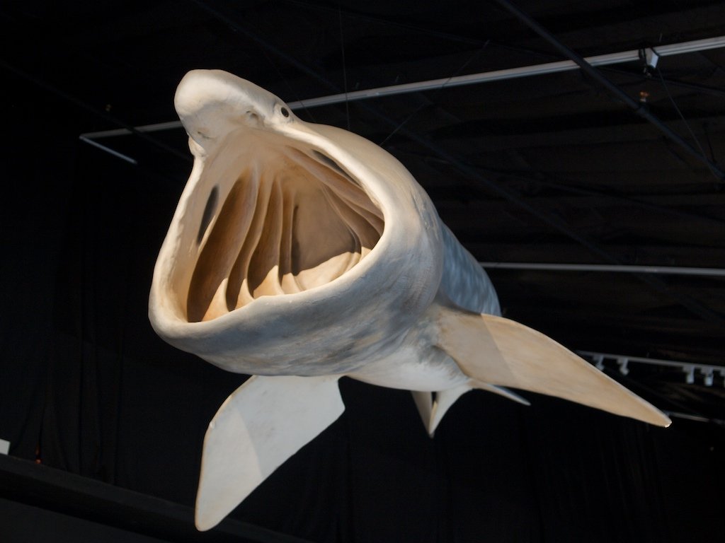 Tracking the Comeback: Recent Sightings and Surges (image credits: wikimedia)